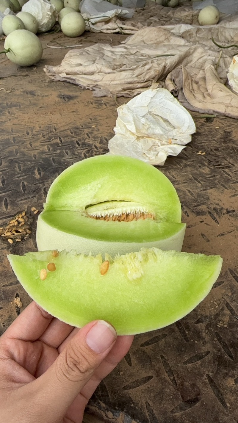 山东玉菇甜瓜，全平台一件代发，对接社区团购，品质好