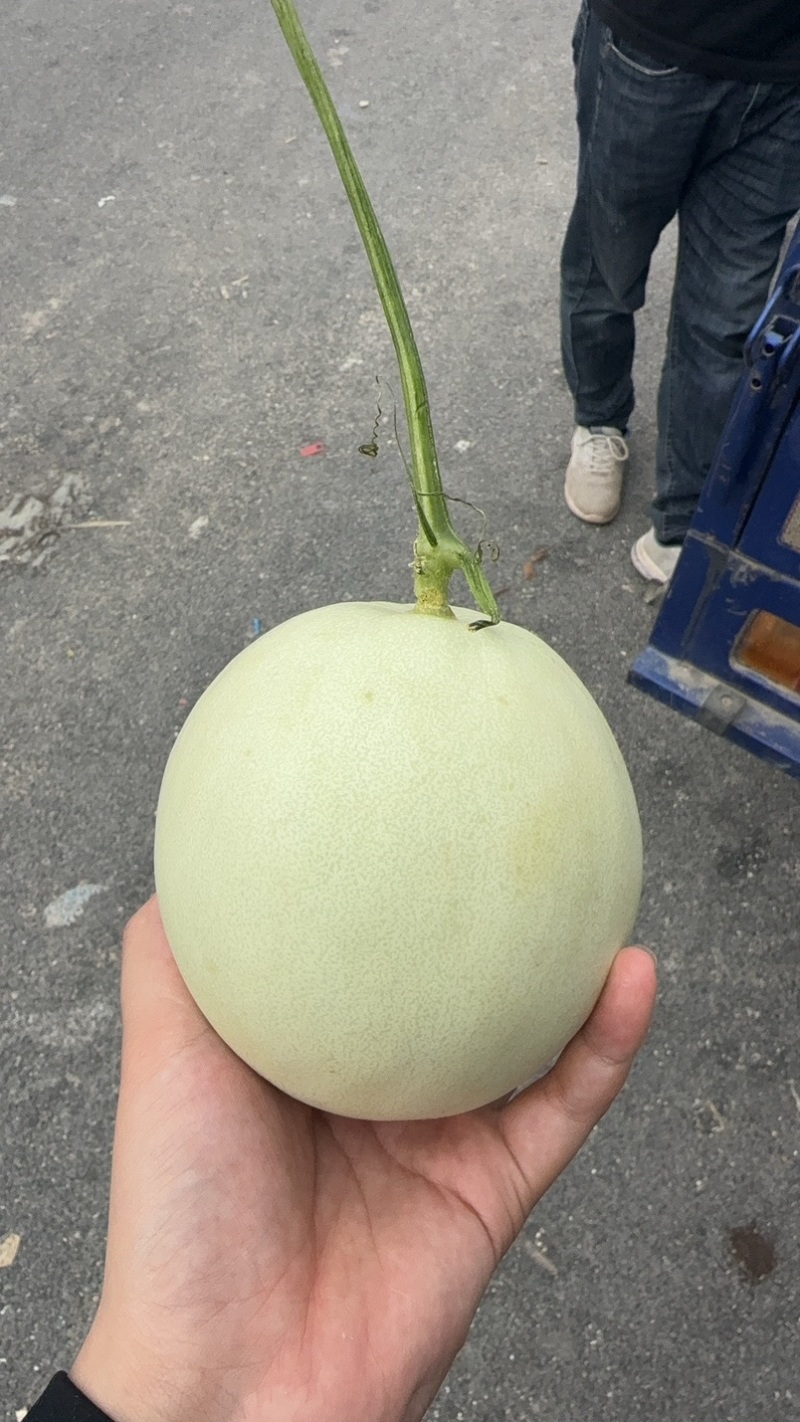 山东玉菇甜瓜，全平台一件代发，对接社区团购，品质好