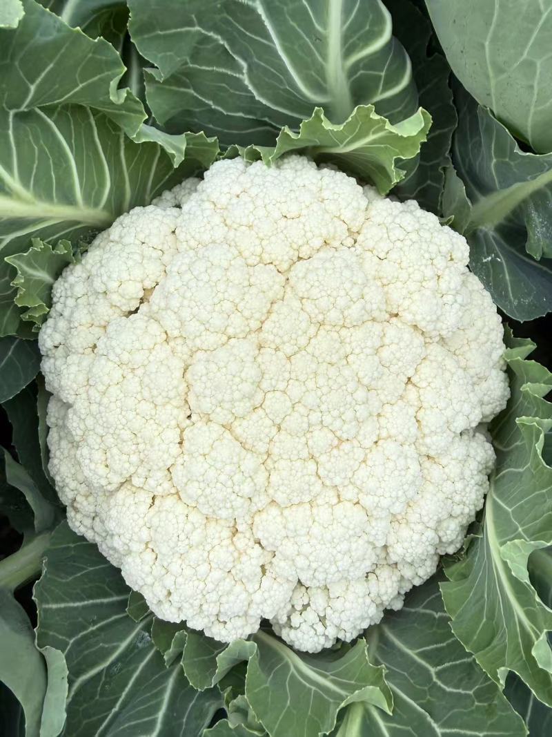 精品白面青梗松花，产地发货，量大从优，欢迎选购