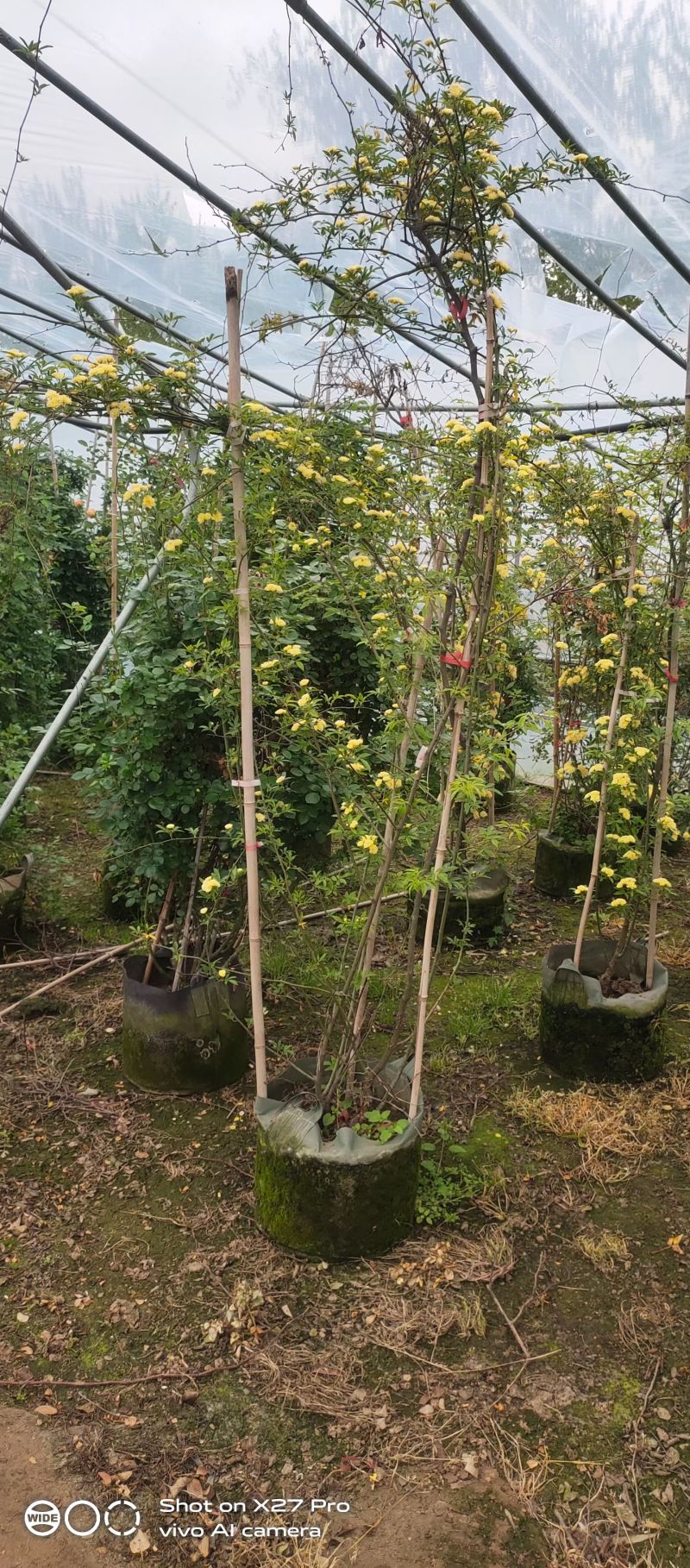 黄木香1-3米高重瓣黄花木香大杯花香浓郁