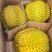 金枕榴莲一手批发价格，a果保5房，坏果包赔。