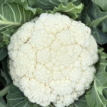 精品白面青梗松花，产地发货，量大从优，欢迎选购