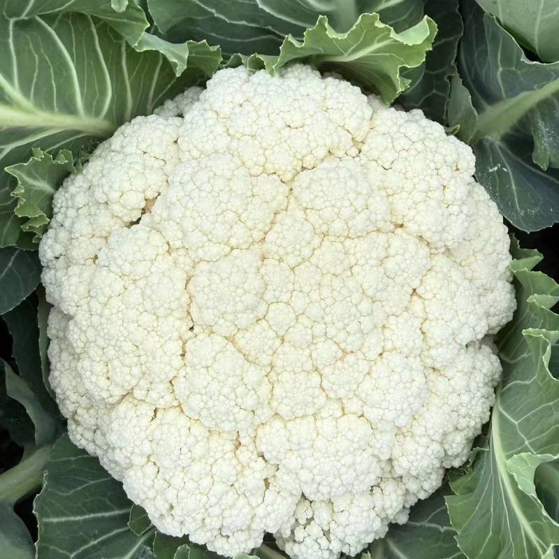 精品白面青梗松花，产地发货，量大从优，欢迎选购