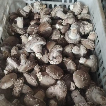 精品鲜香菇