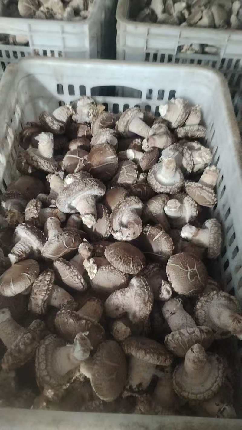 精品鲜香菇