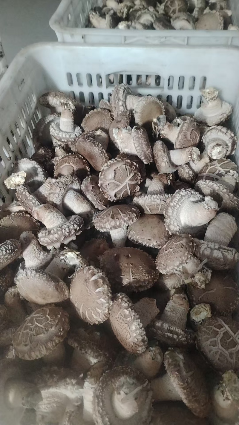 精品鲜香菇