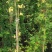 黄木香1-3米高重瓣黄花木香大杯花香浓郁