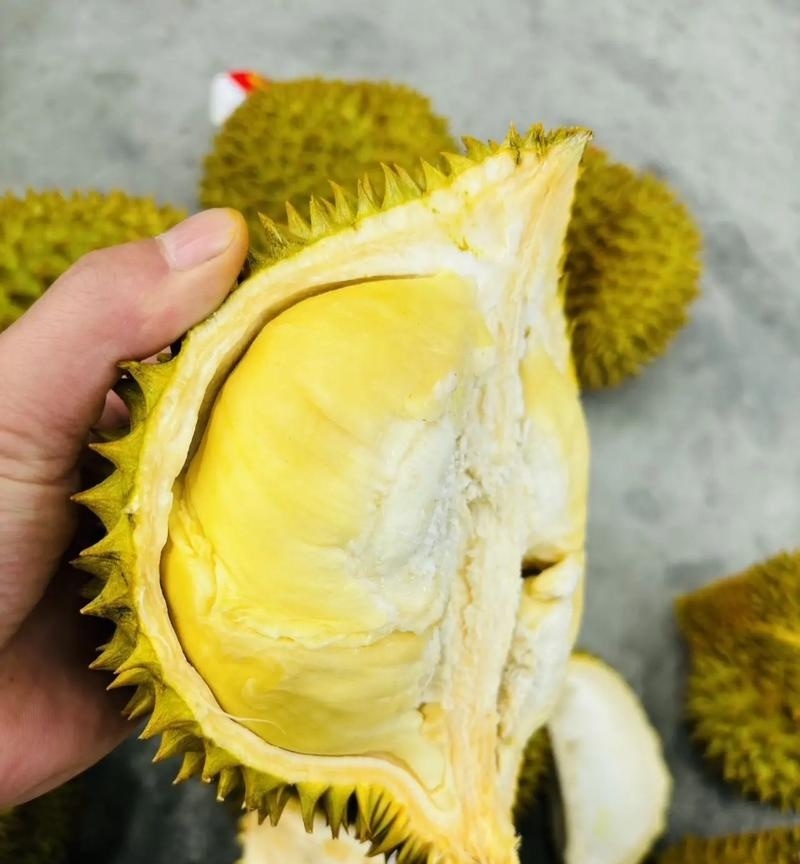 金枕榴莲一手批发价格，a果保5房，坏果包赔。