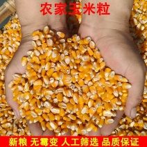 净粮玉米粒水分百分之十二无霉变无坏果颗粒质量保证