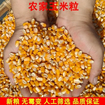 净粮玉米粒水分百分之十二无霉变无坏果颗粒质量保证
