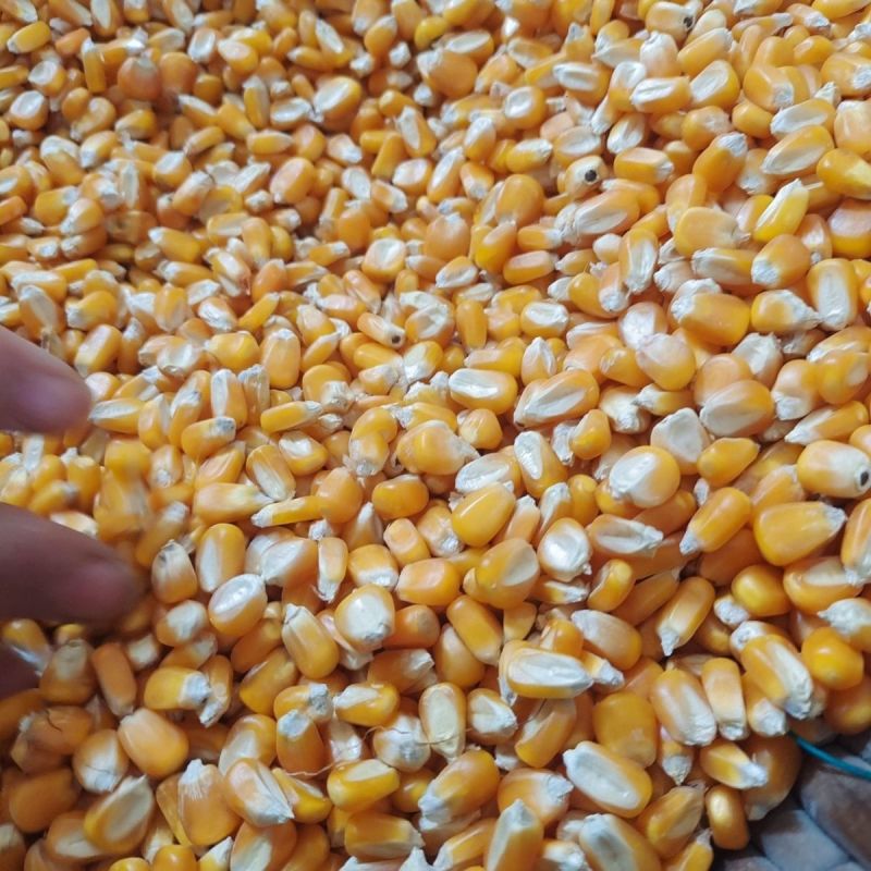 净粮玉米粒水分百分之十二无霉变无坏果颗粒质量保证