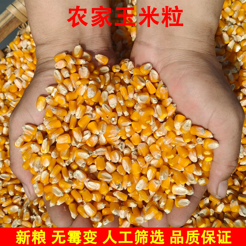 净粮玉米粒水分百分之十二无霉变无坏果颗粒质量保证