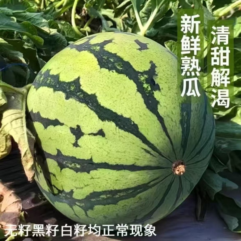 西瓜，各大电商平台可发货，多多仓，利润高，售后低，