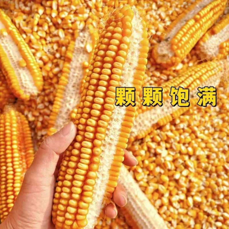 大颗粒玉米粒无霉变无土无沙质量保证袋装发货净粮