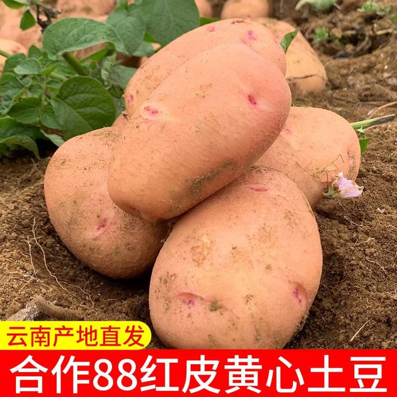 （合作8号8土豆）云南红皮黄心土豆/产地直发/量大从优