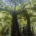 原生苗桫椤种植基地