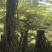 原生苗桫椤种植基地