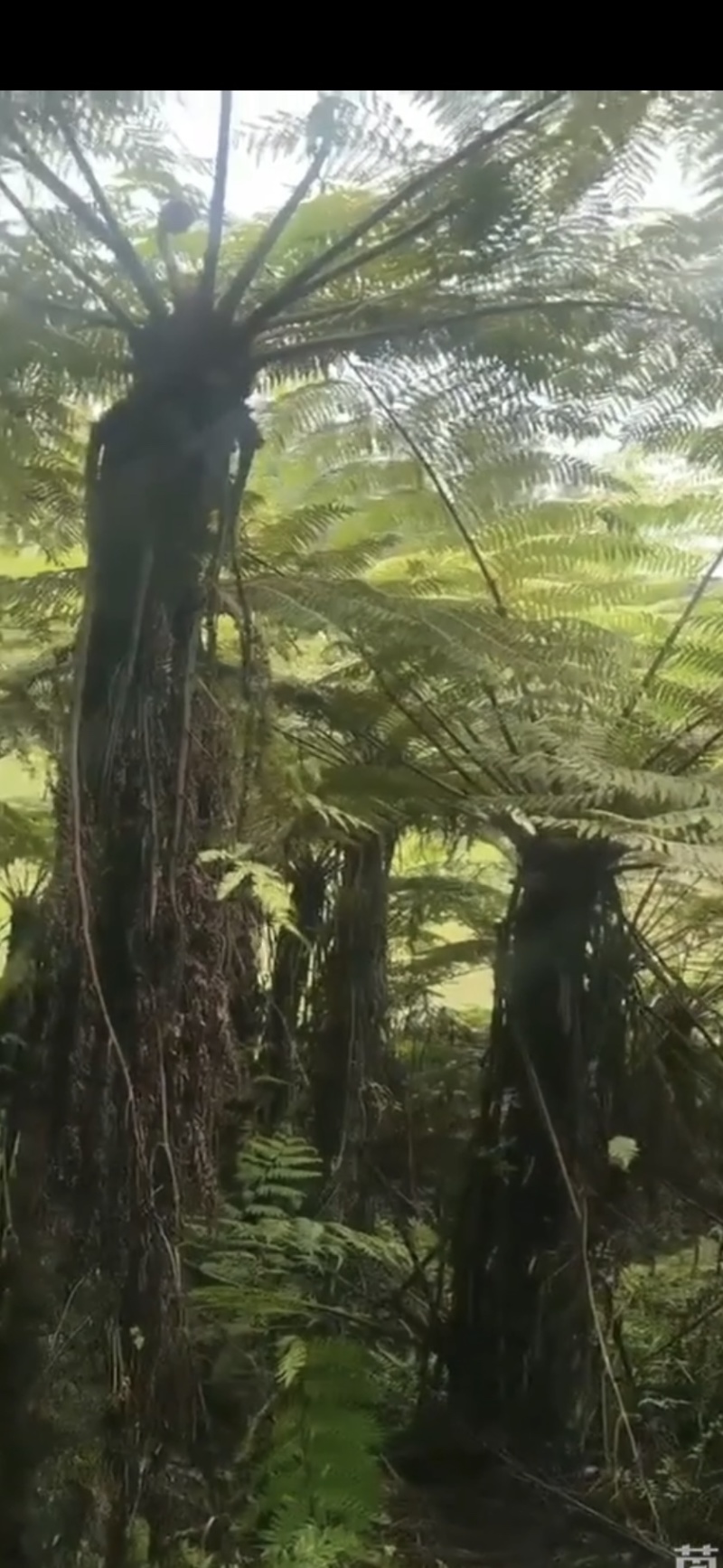 原生苗桫椤种植基地