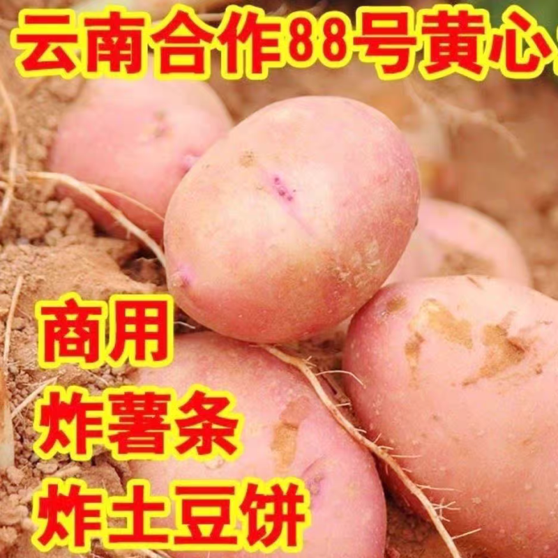 （合作8号8土豆）云南红皮黄心土豆/产地直发/量大从优