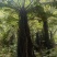原生苗桫椤种植基地