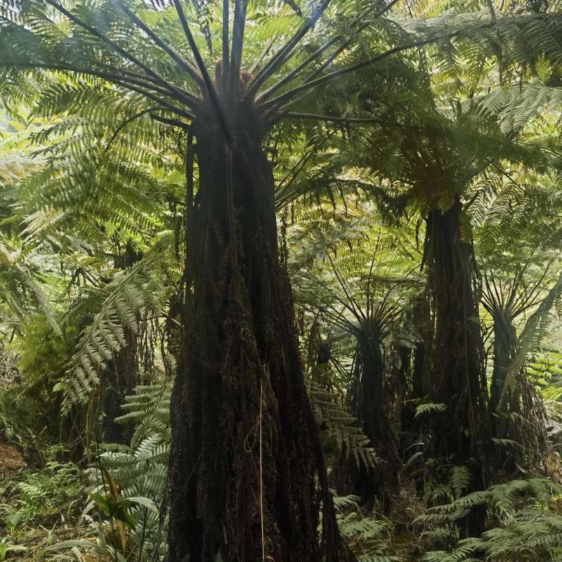 原生苗桫椤种植基地