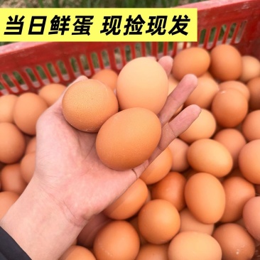当日新鸡蛋土鸡蛋洋鸡蛋质量保证无坏果蛋全国发货