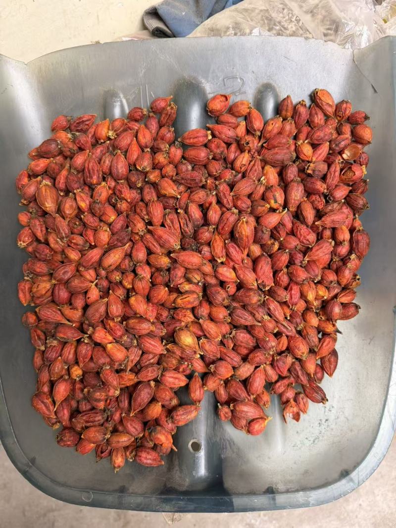 栀子干货新货无硫山栀子泡茶卤料上色中药材食用栀子干净无杂