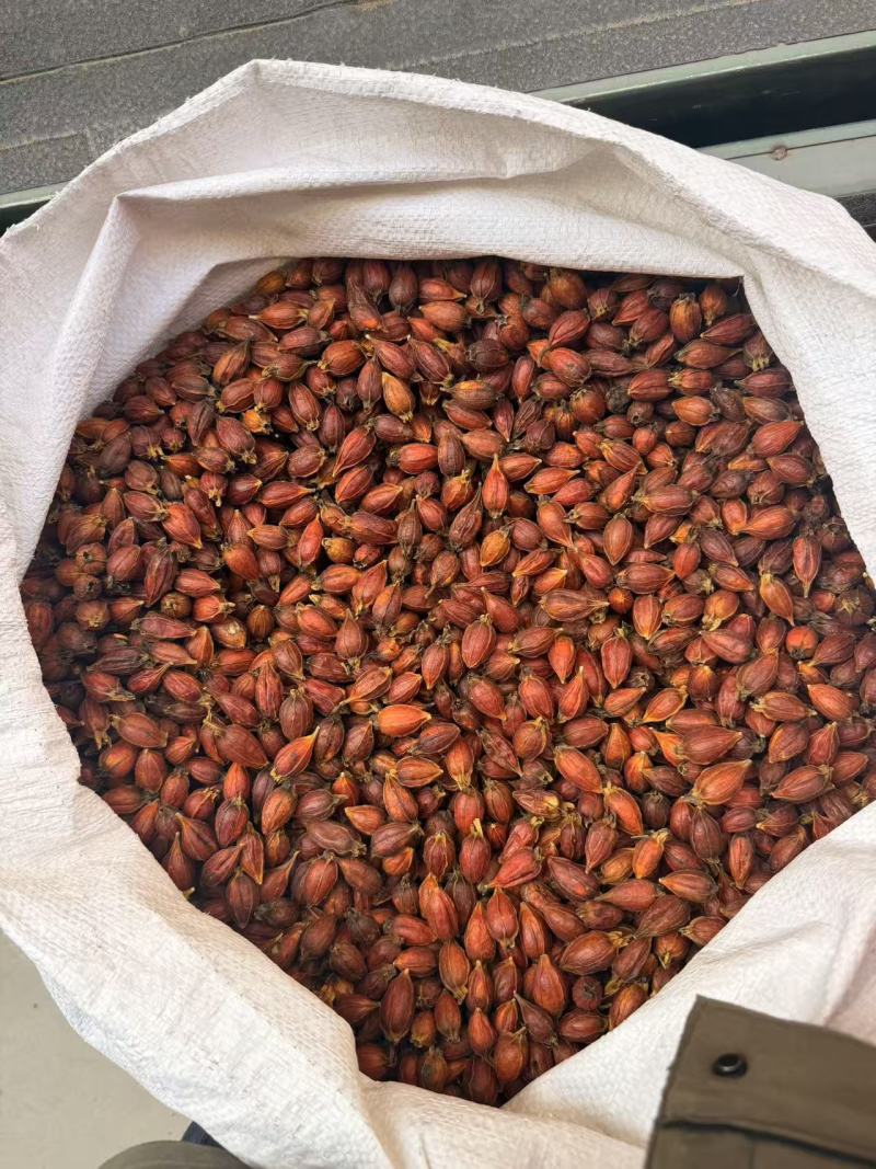 栀子干货新货无硫山栀子泡茶卤料上色中药材食用栀子干净无杂