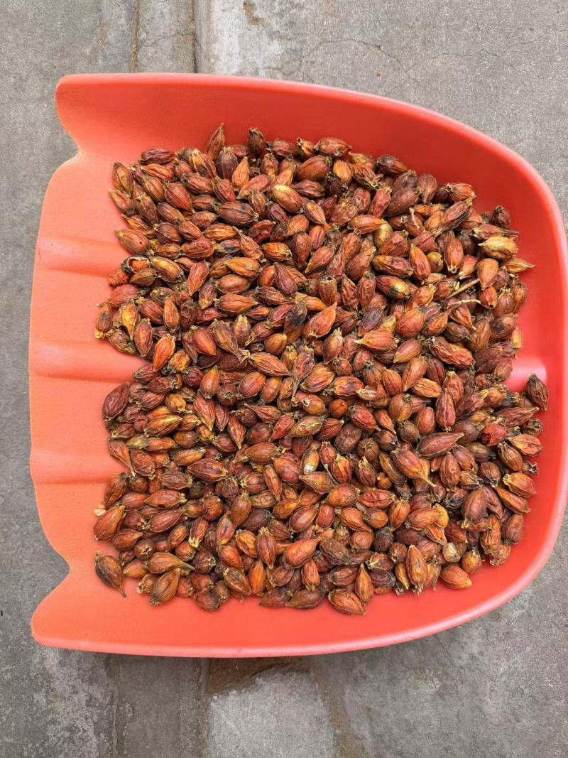 栀子干货新货无硫山栀子泡茶卤料上色中药材食用栀子干净无杂