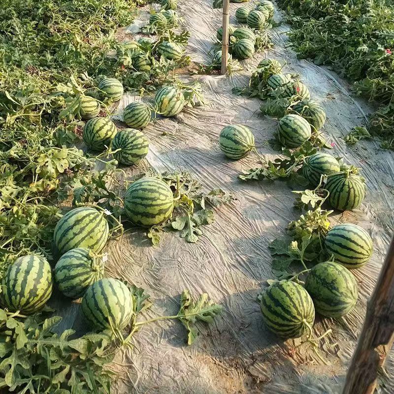 美都麒麟瓜大量有货，价格美丽，保质保量，欢迎来电