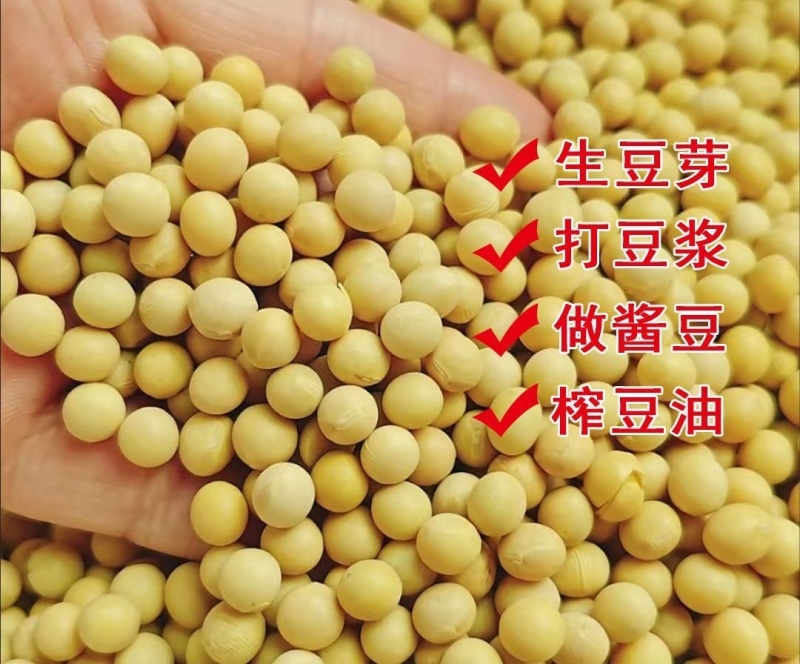 大颗粒黄豆粒无霉变无沙无土无坏果质量保证全国发货