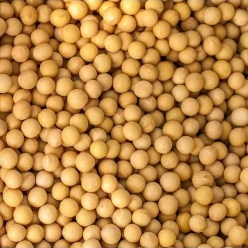 大豆黄豆粒无霉变无沙无土质量保证袋装发货干货