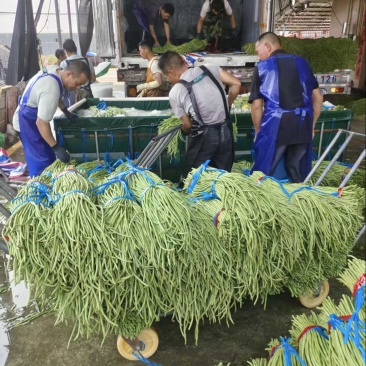 精品长豆角大量上市