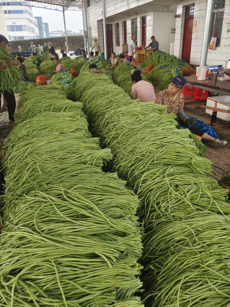 精品长豆角大量上市
