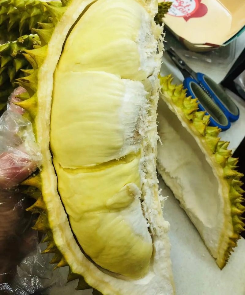 金枕榴莲一手批发价格，a果保5房，坏果包赔。