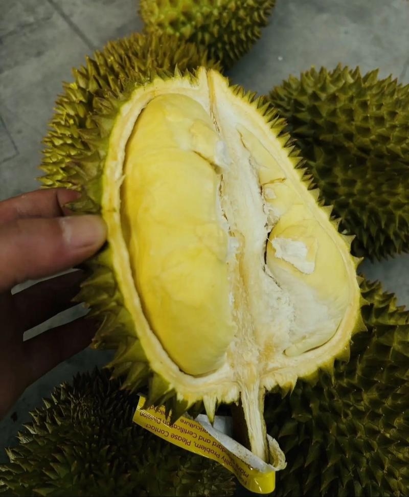 金枕榴莲一手批发价格，a果保5房，坏果包赔。