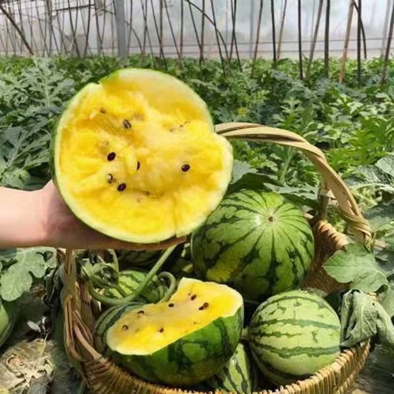 特小凤黄心西瓜冰淇淋脆皮当季甜黑皮黄壤水果整箱非麒麟新鲜
