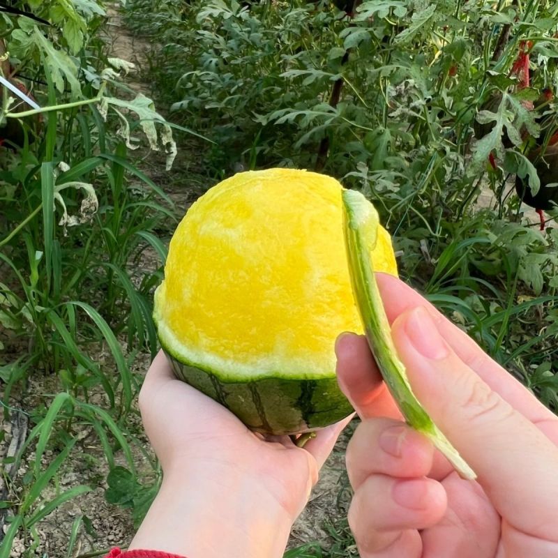 特小凤黄心西瓜冰淇淋脆皮当季甜黑皮黄壤水果整箱非麒麟新鲜