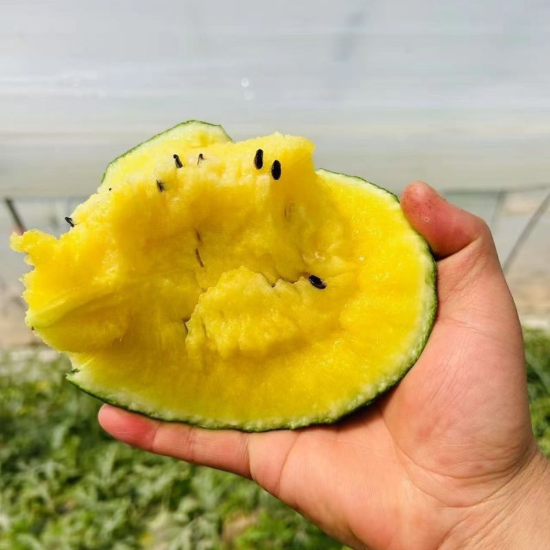 特小凤黄心西瓜冰淇淋脆皮当季甜黑皮黄壤水果整箱非麒麟新鲜