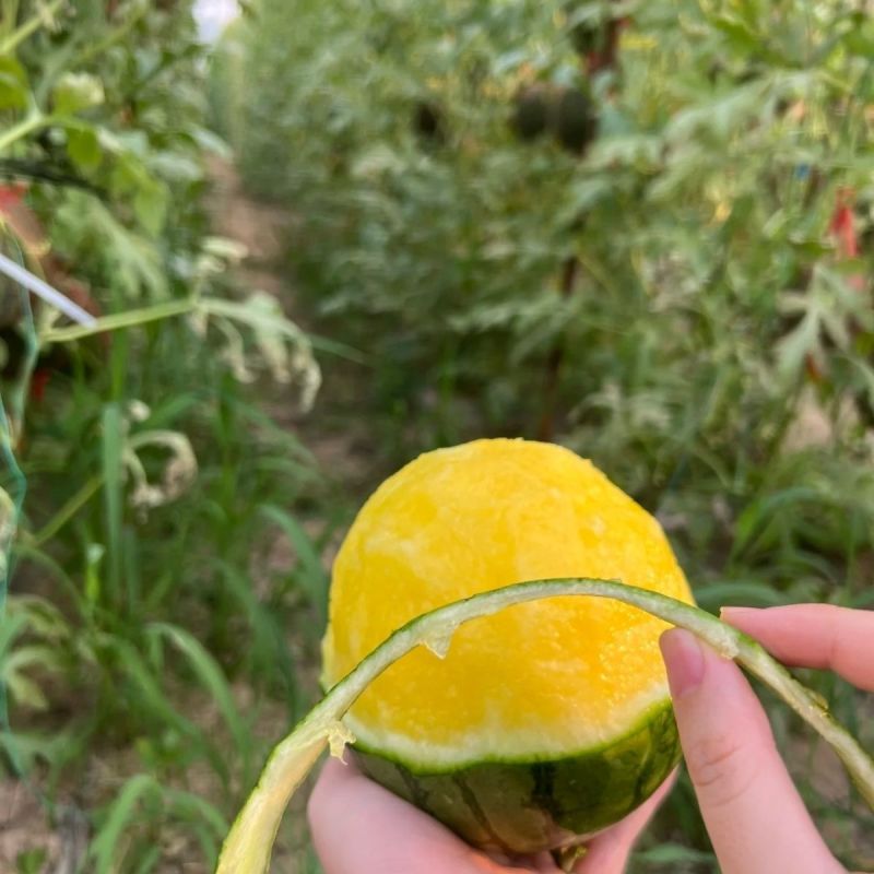 特小凤黄心西瓜冰淇淋脆皮当季甜黑皮黄壤水果整箱非麒麟新鲜