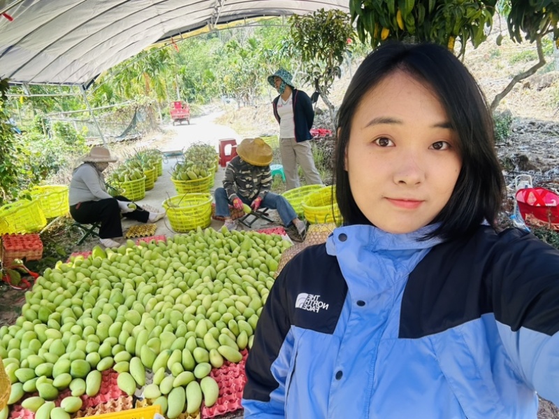 正宗海南金煌芒果