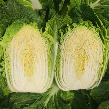 精品黄心大白菜产地直发全国发货质量三包，市场商超泡菜厂