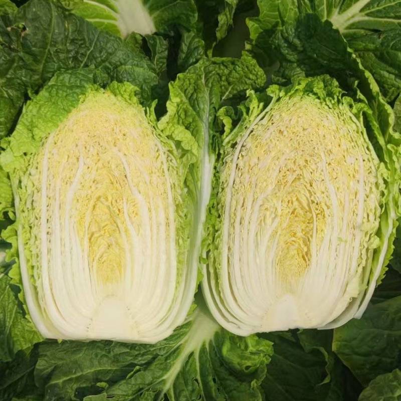 精品黄心大白菜产地直发全国发货质量三包，市场商超泡菜厂