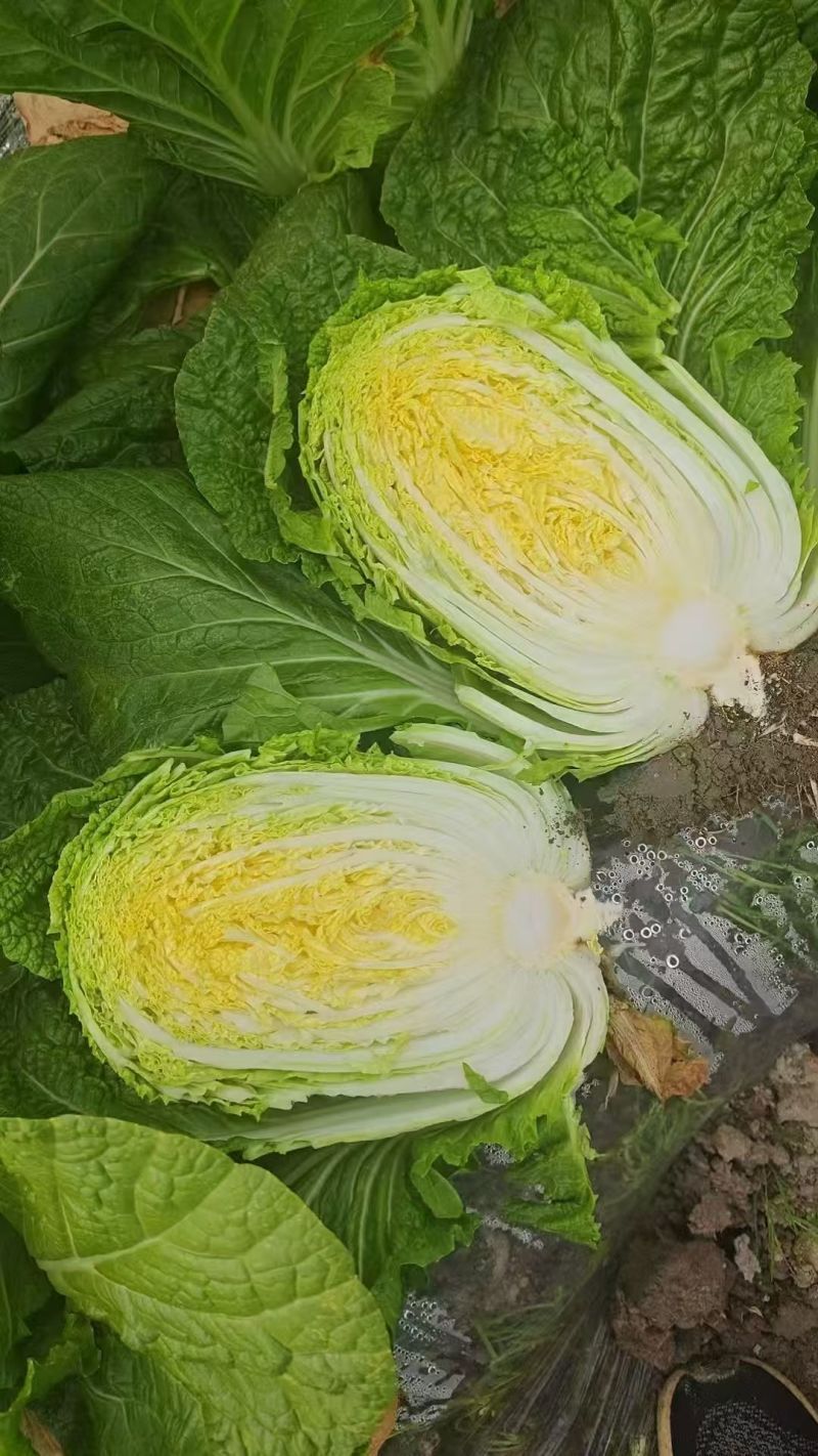 精品黄心大白菜产地直发全国发货质量三包，市场商超泡菜厂