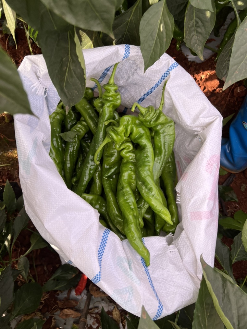 广东英利镇辣椒代办中心