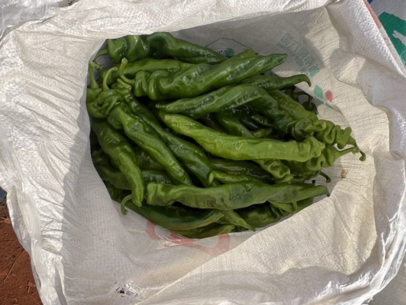 广东英利镇辣椒代办中心