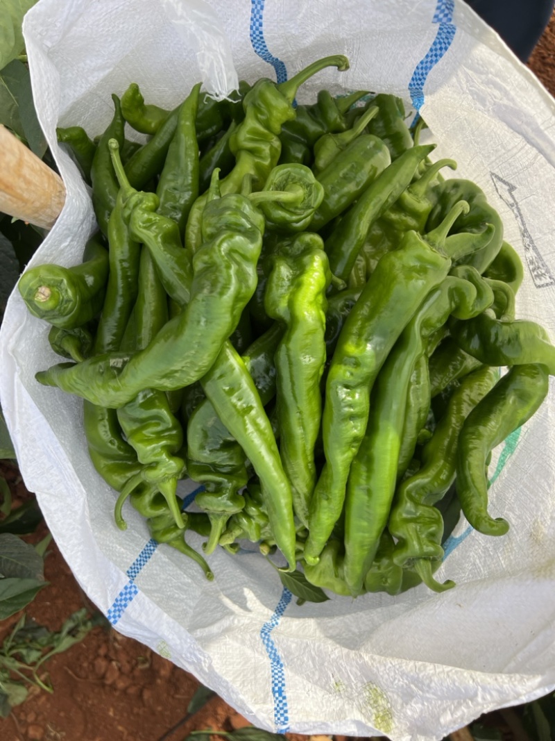 广东英利镇辣椒代办中心