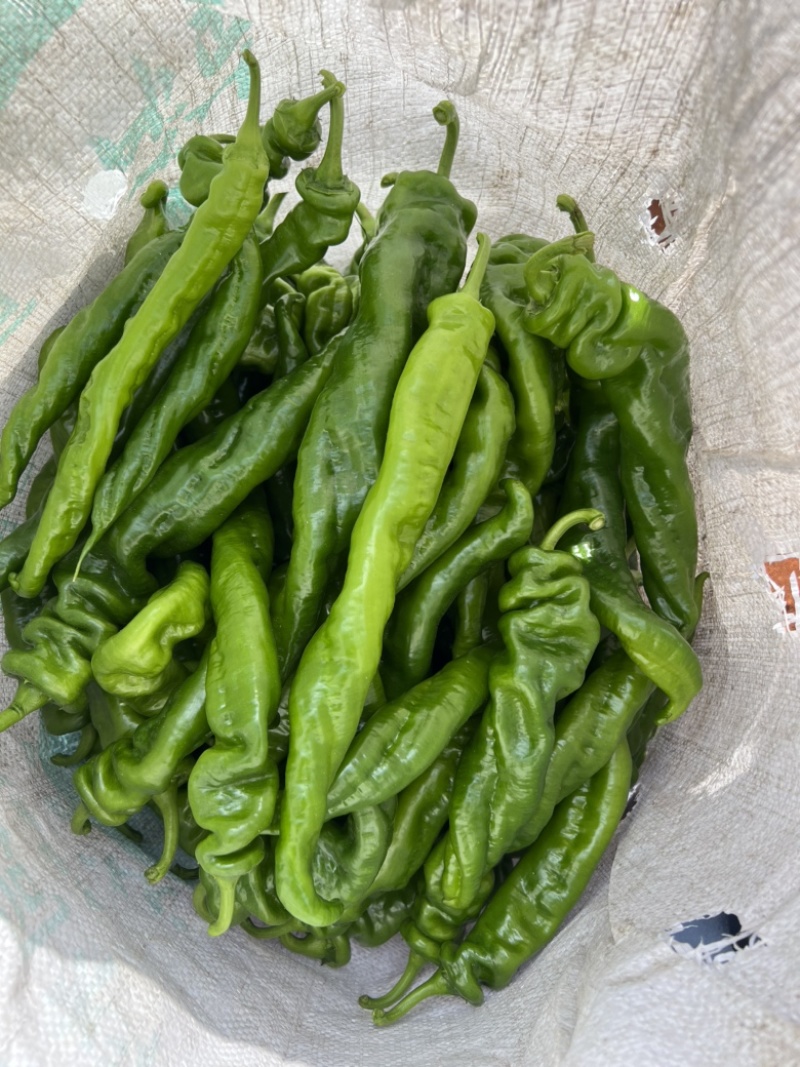 广东英利镇辣椒代办中心