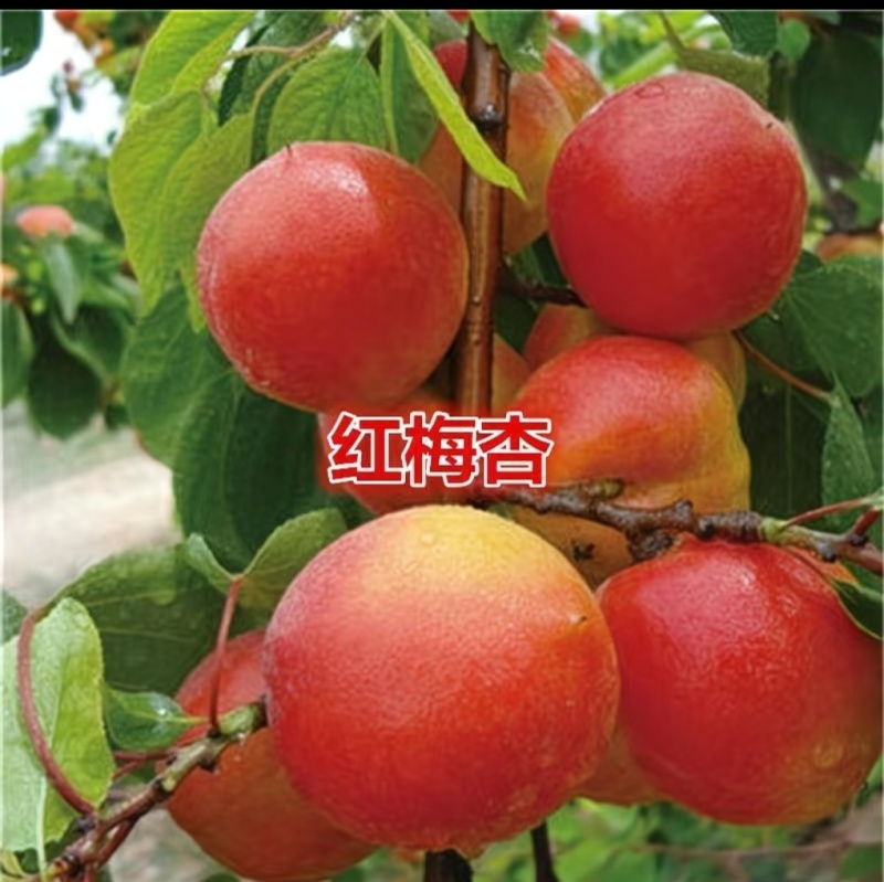 吊干杏，红梅杏，太平红杏苗预售中