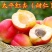 吊干杏，红梅杏，太平红杏苗预售中